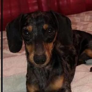 Meet your Posher, Martha